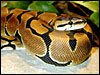 The Sire Banded Ball Python