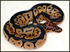 Clown Ball Python produced by The Snake Keeper