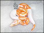 2005 - Lavender Albino Piebald aka "LAP" aka "DREAMSICLE" - First produced here at RDR