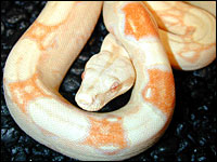 Albino Boa Constrictor