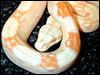 Albino Boa Constrictor