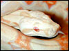 Albino Boa Constrictor