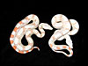 Albino Boa Constrictor