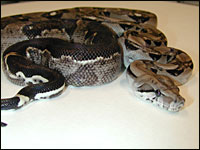 Anerythristic Boa Constrictor