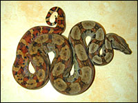 Anerythristic Boa Constrictor