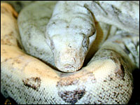 New Mutation Boa Constrictor