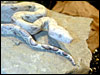 New Mutation Boa Constrictor