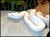 Snow Boa Constrictor