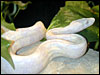 Snow Boa Constrictor