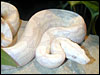 Snow Boa Constrictor