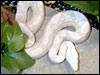 Snow Boa Constrictor