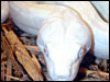 Snow Boa Constrictor