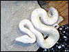 Snow Boa Constrictor