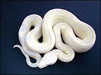 Snow Boa Constrictor