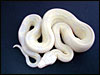 2002 baby Snow Boa Constrictor