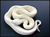 2002 baby Snow Boa Constrictor