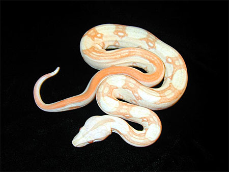 striped_albino_01.jpg