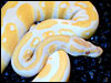 Albino Ball Python