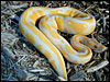 Albino Ball Python