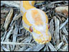 Albino Ball Python