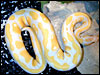 Albino Ball Python