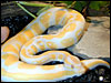 Albino Ball Python