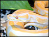 Albino Ball Python