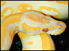 Albino Ball Python