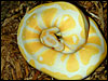 Albino Ball Python