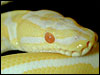 Albino Ball Python