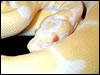 Albino Ball Python