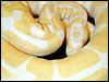 Albino Ball Python