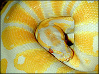 Albino Ball Python