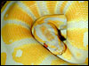 Albino Ball Python