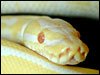 Albino Ball Python