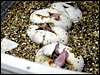 Albino Ball Python clutch hatching