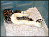 Albino male breeding a het female