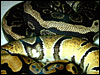 Anerythristic Ball Python with normal