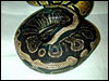 Anerythristic Ball Python