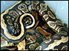 Anerythristic Ball Python breeding