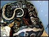 Anerythristic Ball Python breeding