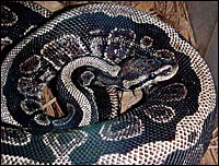 Anerythristic Ball Python