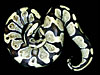 Arctic Ball Python