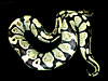 Arctic Ball Python