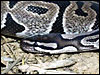 Adult VPI Axanthic Ball Python