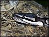 Adult VPI Axanthic Ball Python