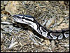 Adult VPI Axanthic Ball Python