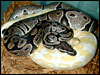 VPI Axanthic breeding an Albino to make Double Hets