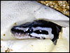 2002 "Jolliff Line" Axanthic hatching