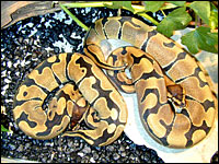 Banded Ball Pythons